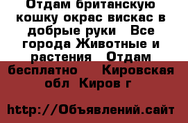 Отдам британскую кошку окрас вискас в добрые руки - Все города Животные и растения » Отдам бесплатно   . Кировская обл.,Киров г.